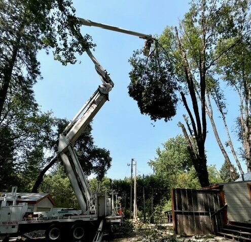 tree service company nevada county