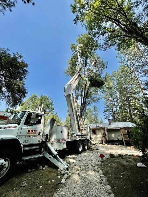 oak tree preservation