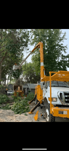 professional tree services nevada county