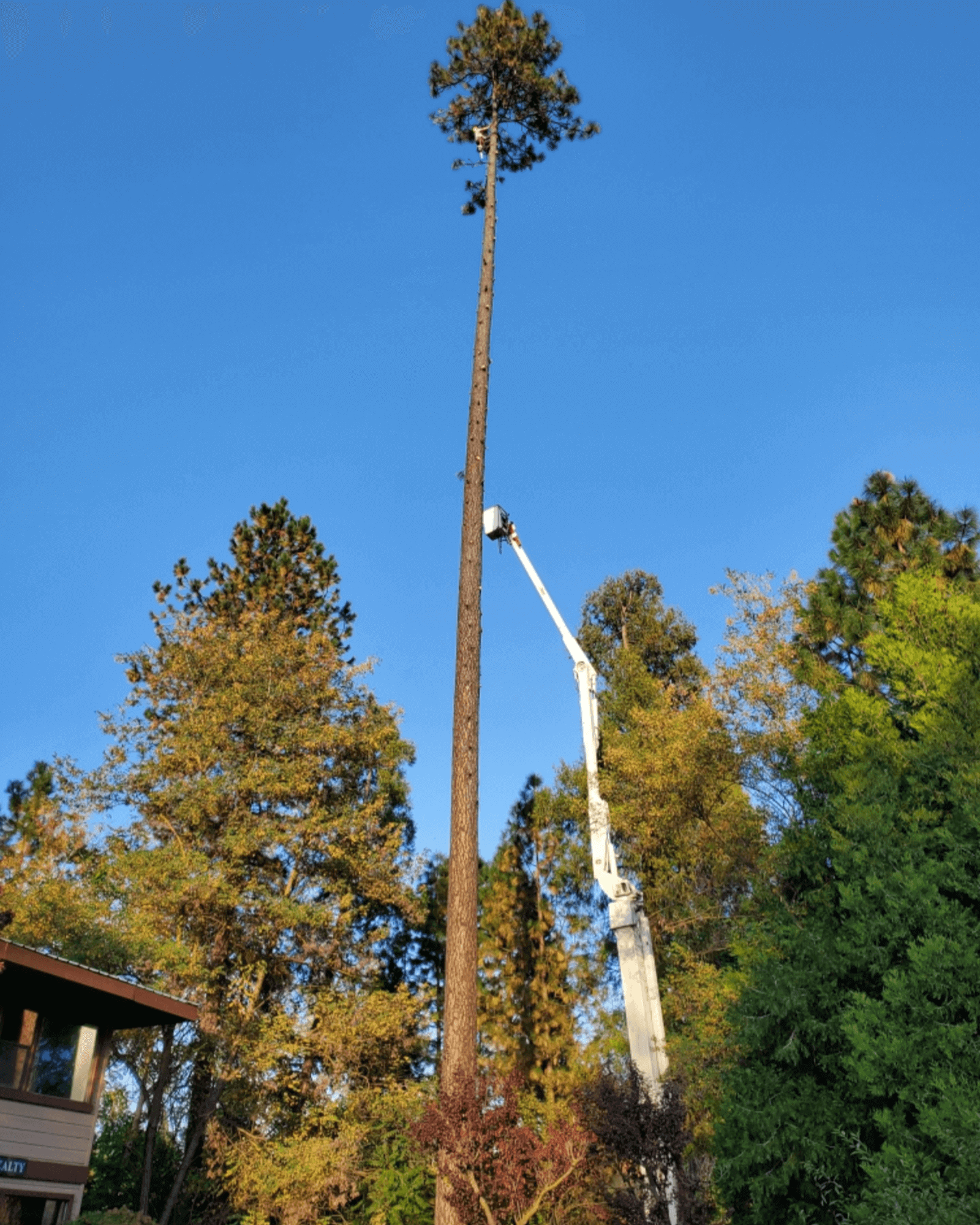 fire hazard mitigation nevada county