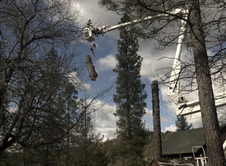 tree removal Nevada County